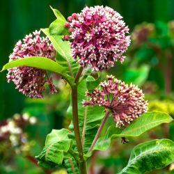 L’asclépiade, une plante essentielle pour les papillons monarques