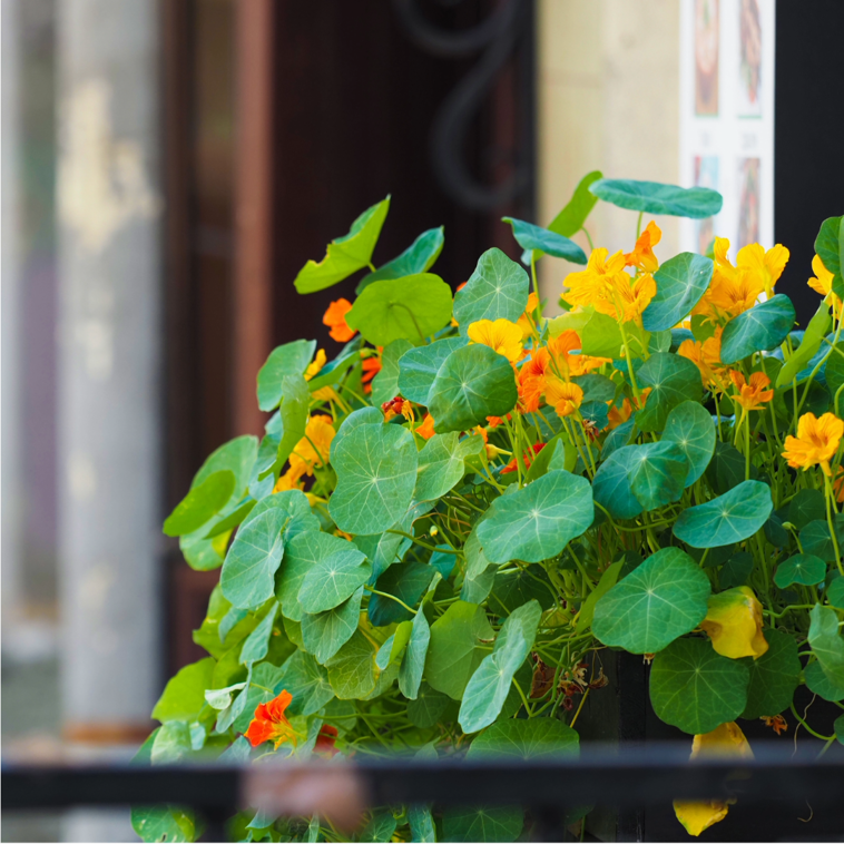 Cultiver un potager de balcon