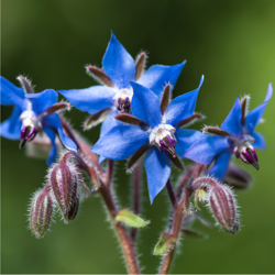 La bourrache, une jolie fleur bleutée comestible et aimée des pollinisateurs