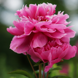 La pivoine, une plante vivace classique et odorante