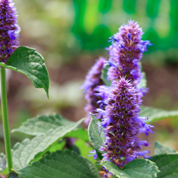L’agastache fenouil, une plante comestible qui s’ajoute bien aux bouquets de fleurs