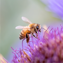 Une abeille, la travailleuse (infatigable et organisée, elle butine sans relâche pour nourrir sa colonie et assurer la pollinisation)