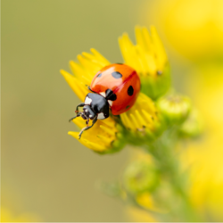 Une coccinelle, la bienveillante (symbole de chance, elle veille sur les jardins en chassant les pucerons tout en participant discrètement à la pollinisation)